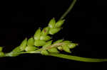 Thinfruit sedge